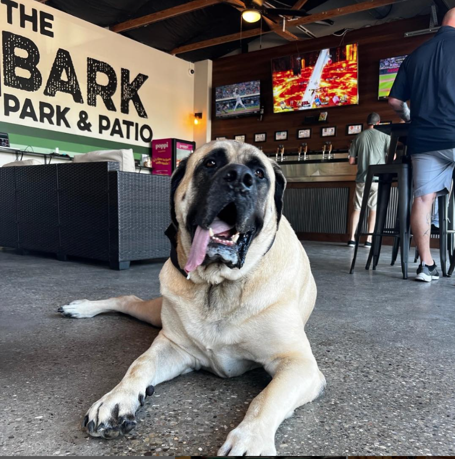 Bark Park & Patio Northern Kentucky dog-friendly bar